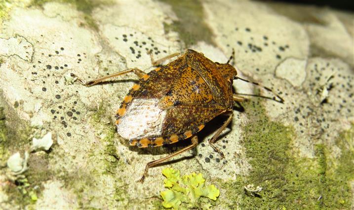 Pentatomidae: Rhaphigaster nebulosa del Portogallo (Costa de Caparica)